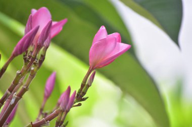 Plumeria çiçekler arka bahçesinde dikilmiş çiçek ve renk güzel ve ferahlatıcı görünüyor başlayın.