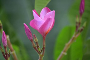 Plumeria çiçekler arka bahçesinde dikilmiş çiçek ve renk güzel ve ferahlatıcı görünüyor başlayın.