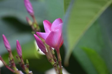 Plumeria çiçekler arka bahçesinde dikilmiş çiçek ve renk güzel ve ferahlatıcı görünüyor başlayın.