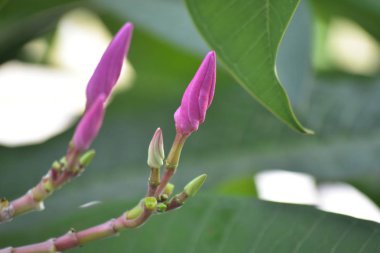 Plumeria çiçekler arka bahçesinde dikilmiş çiçek ve renk güzel ve ferahlatıcı görünüyor başlayın.