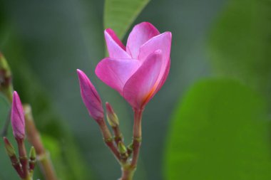 Plumeria çiçekler arka bahçesinde dikilmiş çiçek ve renk güzel ve ferahlatıcı görünüyor başlayın.