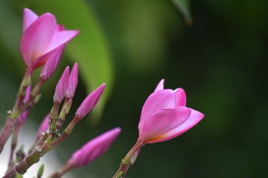 Plumeria çiçekler arka bahçesinde dikilmiş çiçek ve renk güzel ve ferahlatıcı görünüyor başlayın.