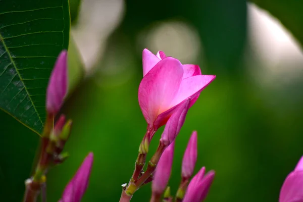 Plumeria Flores Plantadas Quintal Comece Florescer Cor Parece Bonita Refrescante — Fotografia de Stock