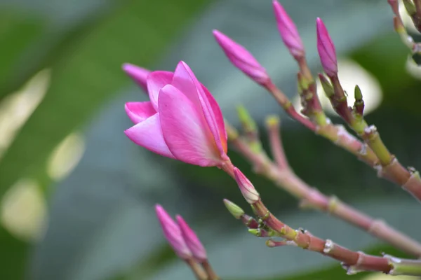 Plumeria Bloemen Geplant Achtertuin Beginnen Bloeien Kleur Ziet Mooi Verfrissend — Stockfoto