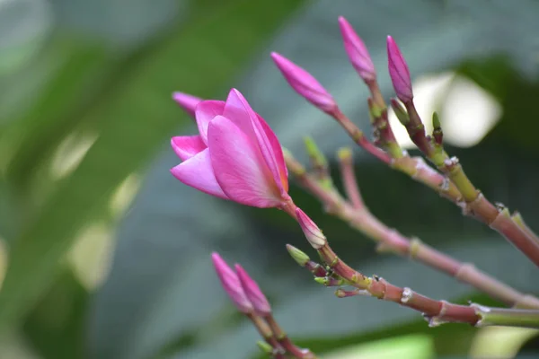 Plumeria Flores Plantadas Quintal Comece Florescer Cor Parece Bonita Refrescante — Fotografia de Stock