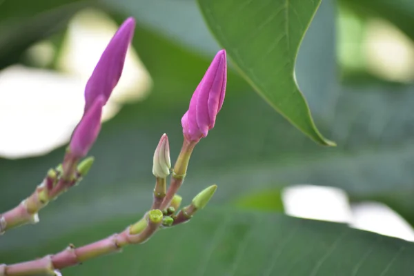 Plumeria flowers planted in the backyard Start to bloom and the color looks beautiful and refreshing.