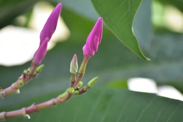 Plumeria flowers planted in the backyard Start to bloom and the color looks beautiful and refreshing.