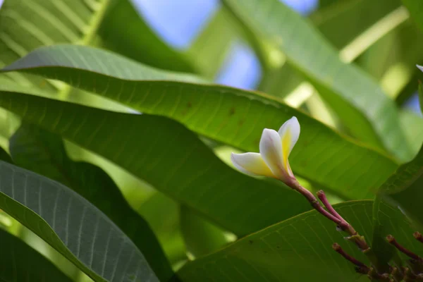 Plumeria Flores Plantadas Quintal Comece Florescer Cor Parece Bonita Refrescante — Fotografia de Stock