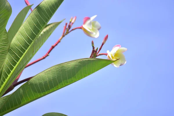 Plumeria Flores Plantadas Quintal Comece Florescer Cor Parece Bonita Refrescante — Fotografia de Stock