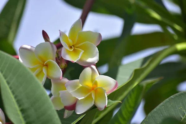 Plumeria flowers planted in the backyard Start to bloom and the color looks beautiful and refreshing.