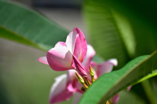 Квіти Сливи Посаджені Задньому Дворі Починають Цвісти Колір Виглядає Красиво — стокове фото