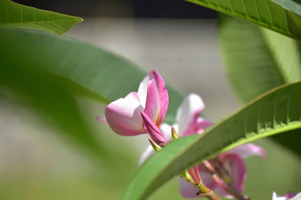 裏庭に植えられたプルメリアの花が咲き始め 色が美しくさわやかに見えます — ストック写真