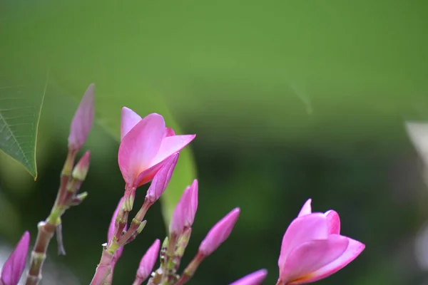 Květy Plumeria Zasazené Dvorek Začněte Vzkvétat Barva Vypadá Nádherně Osvěžující — Stock fotografie