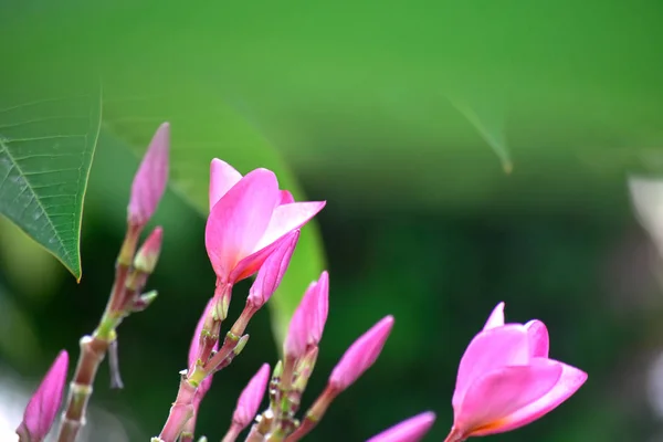 Květy Plumeria Zasazené Dvorek Začněte Vzkvétat Barva Vypadá Nádherně Osvěžující — Stock fotografie