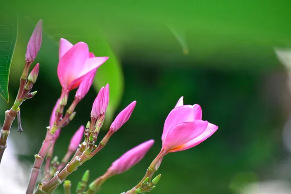 Květy Plumeria Zasazené Dvorek Začněte Vzkvétat Barva Vypadá Nádherně Osvěžující — Stock fotografie