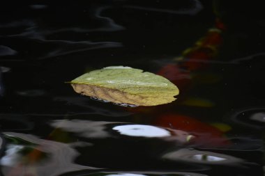 Suyun üzerinde yüzen yaprakları havuzda yansıma ve su dalgaları vardır. Güzel ve sanatsal görünüyor