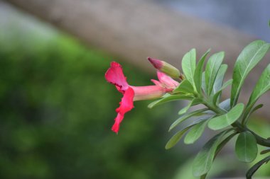 Taze çiçekler çiçek yerleştirildi. Pembe bir görünüm ve mutlu ve canlandırıcı ile