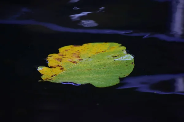 Leaves Floating Water Pool Reflections Water Waves Look Beautiful Artistic — Stock Photo, Image