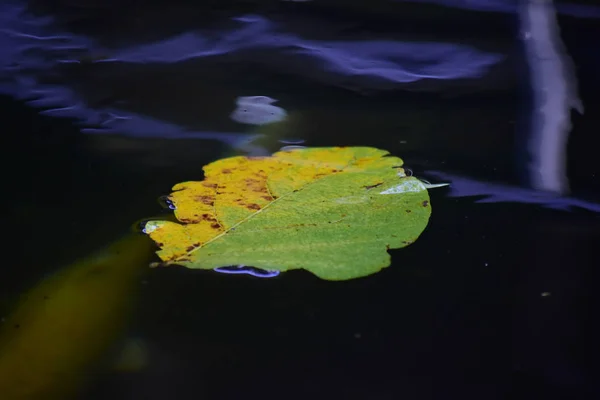 Листья Плавают Над Водой Бассейне Отражения Водные Волны Выглядит Красиво — стоковое фото
