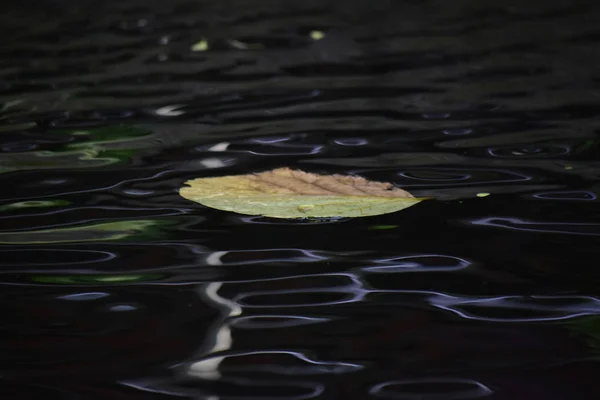 Leaves floating above the water In the pool there are reflections and water waves. Look as beautiful and artistic