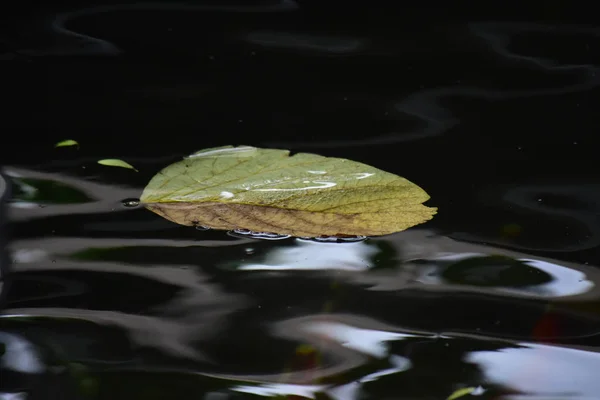 Feuilles Flottant Dessus Eau Dans Piscine Des Reflets Des Vagues — Photo