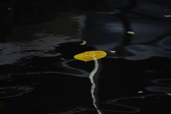 Листья Плавают Над Водой Бассейне Отражения Водные Волны Выглядит Красиво — стоковое фото