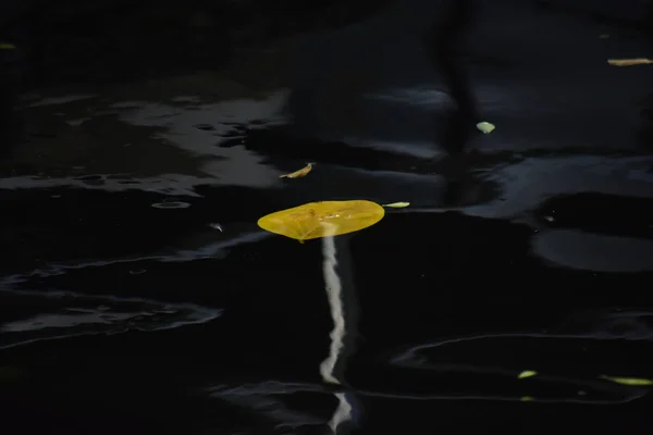 Blätter Die Becken Über Dem Wasser Schweben Reflektieren Das Wasser — Stockfoto