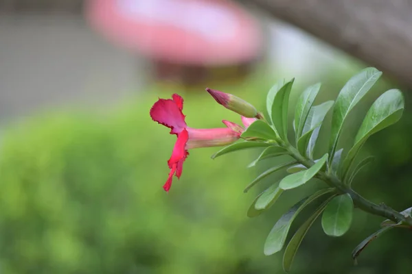 鲜花盛开 粉红色的外观和快乐和清爽 — 图库照片