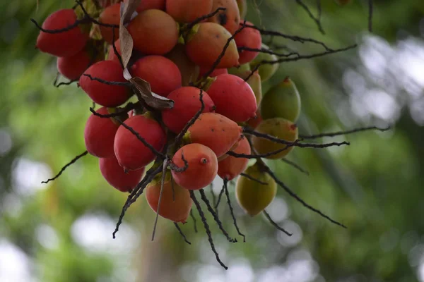 Pflaumenbäume Garten Haben Rote Kugeln Und Sind Der Natürlichen Jahreszeit — Stockfoto
