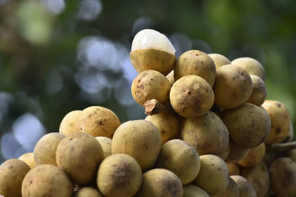 Fruta Longkong Una Fruta Temporada Muy Popular Porque Dulce Delicioso — Foto de Stock