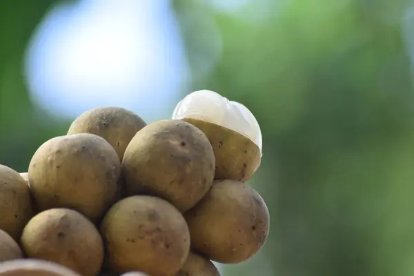 Плоды Лонгконга Сезонные Фрукты Популярны Потому Сладкие Вкусные — стоковое фото