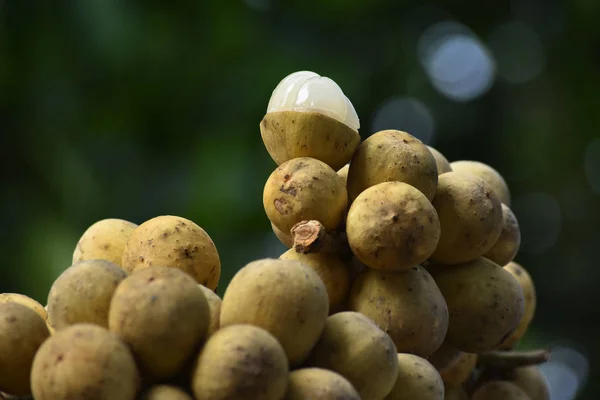 Longkong Frutta Frutto Stagione Molto Popolare Perché Dolce Delizioso — Foto Stock