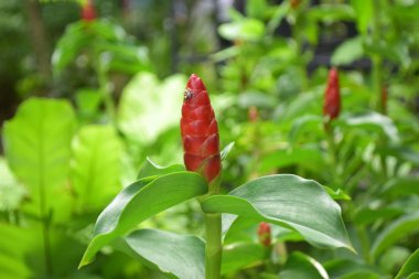  bahçede çiçekler çiçek başlar ve doğal olarak güzel ve ferahlatıcı.