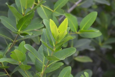 Bahçede yeşil yapraklar doğal görünümlü, rahat ve ferahlatıcı