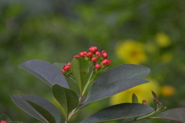 Ağaçları büyüten bahçedeki kırmızı çiçekler güzel doğal çiçeklere sahip olmaya başlar..