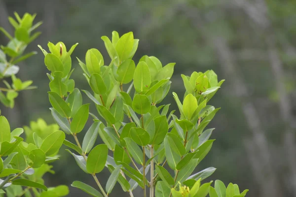 Groene Bladeren Tuin Die Natuurlijk Zoek Comfortabel Verfrissend — Stockfoto