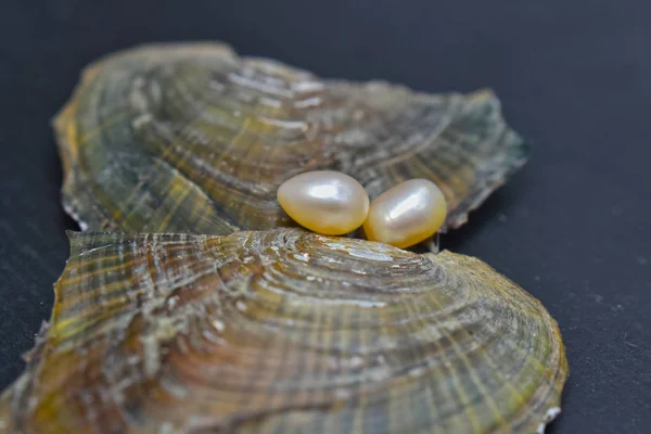 Pearl It is a natural pearl from natural shells that are popularly used to make jewelry.