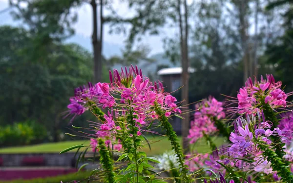 Ogród Kwiatowy Istnieje Wiele Kolorów Kwiatów Wiele Rodzajów Pięknej Przyrody — Zdjęcie stockowe