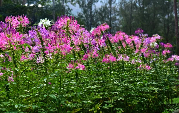 Jardín Flores Hay Muchos Colores Flores Muchos Tipos Hermosa Naturaleza —  Fotos de Stock