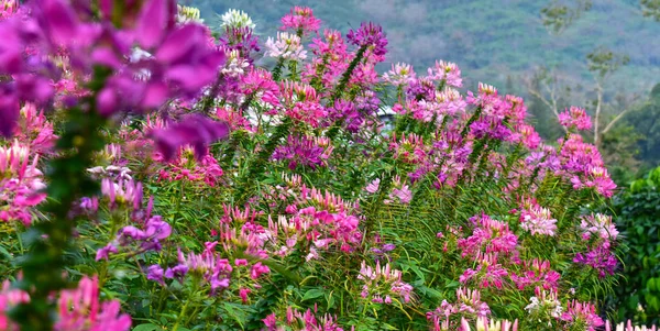 Ogród Kwiatowy Istnieje Wiele Kolorów Kwiatów Wiele Rodzajów Pięknej Przyrody — Zdjęcie stockowe