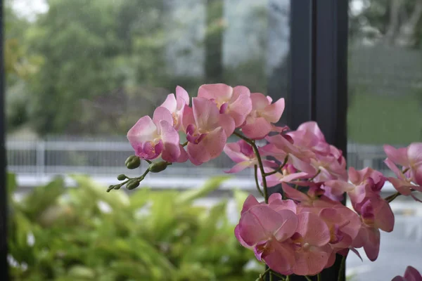 Jardín Flores Hay Muchos Colores Flores Muchos Tipos Hermosa Naturaleza — Foto de Stock