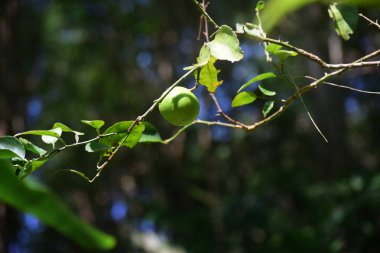 Limon böğürtlendir. Sonuç çok ekşi. Turuncu cinsinden organize, olgun sarı olduğunda yeşil renk