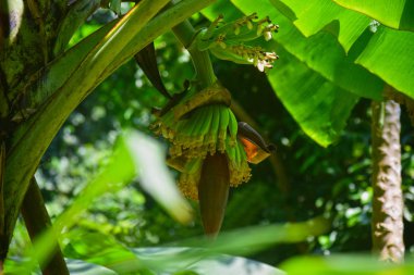 Muz lahanası bir çiçektir sıkıca şekilli ve çok taranmış muza sarılmış geniş bir dış kaplamaya sahip bir çiçektir, biz buna muz diyoruz hem çiğ hem de pişmiş yenebilir.