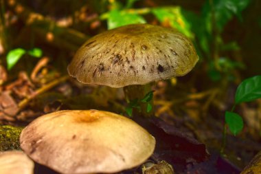 Doğal olarak oluşan mantarlar Yüksek nem ve mantar ile ormanlarda da gıda olarak kullanılabilir