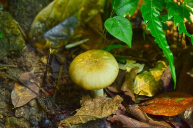Doğal olarak oluşan mantarlar Yüksek nem ve mantar ile ormanlarda da gıda olarak kullanılabilir