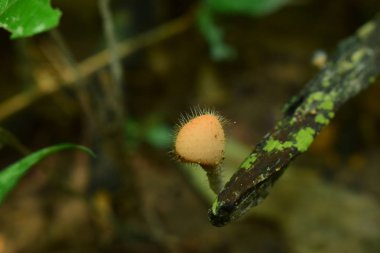 Doğal olarak oluşan mantarlar Yüksek nem ve mantar ile ormanlarda da gıda olarak kullanılabilir