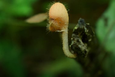 Doğal olarak oluşan mantarlar Yüksek nem ve mantar ile ormanlarda da gıda olarak kullanılabilir