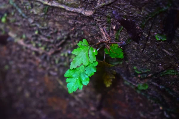 Mousse Verte Née Sur Rocher Agit Groupe Algues Unicellulaires Autres — Photo