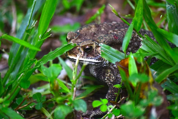 Sapo Tiene Misma Apariencia Que Una Rana Otras Familias Pero — Foto de Stock