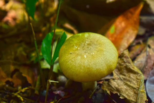 Natuurlijk Voorkomende Paddenstoelen Bossen Met Een Hoge Luchtvochtigheid Champignons Kunnen — Stockfoto